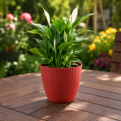 Plastic Flower Pots Ð Durable Round Planters for Home & Garden | Plant Edge